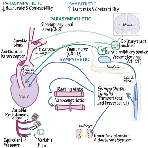 Physiology Glossary: Baroreceptor Reflex | Draw It to Know It