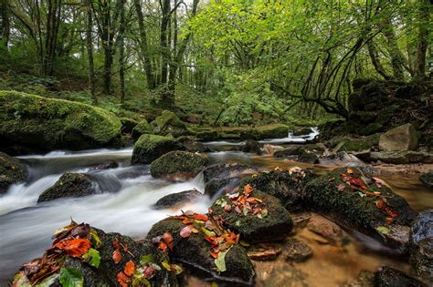 forest, River Wallpapers HD / Desktop and Mobile Backgrounds