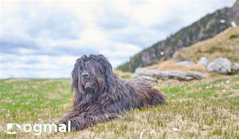 The Great Guide to the Top 14 Bergamasco Shepherd Dog Breeds