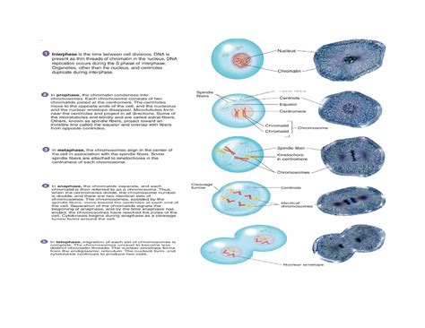 Celldivision - cell division microscope - Anatomy and Physiology - Studocu