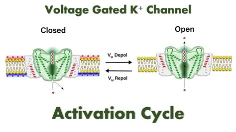 Potassium Ion Channel