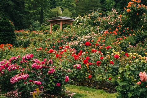 Visiting the Portland ROSE Garden (Helpful Local's Guide & Tips)