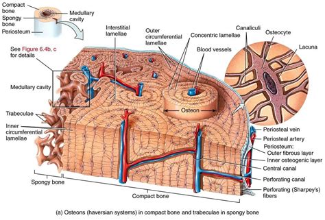 bone structure model labeled - Google Search | Basic anatomy and physiology, Human skeleton ...