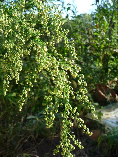 Sweet Annie (Artemisia annua) - Garden.org