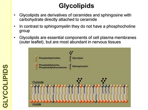 Glycolipid