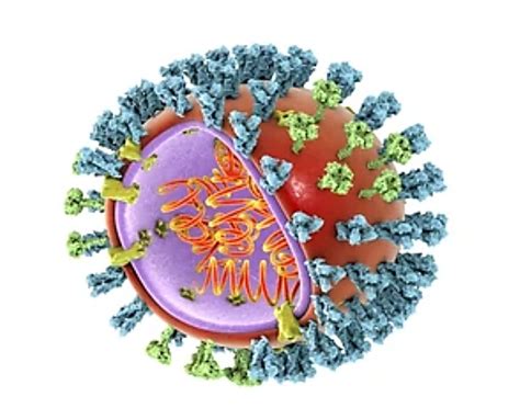 Structural Research of Orthomyxoviridae - Creative Biostructure