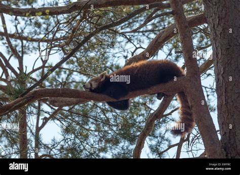 Red Panda sleeping Stock Photo - Alamy