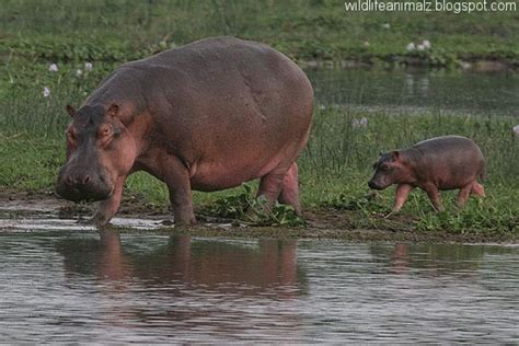 Hippopotamus A Biggest Wildlife | The Wildlife