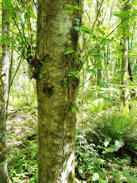 Red Alder | Friends of Springbrook Park