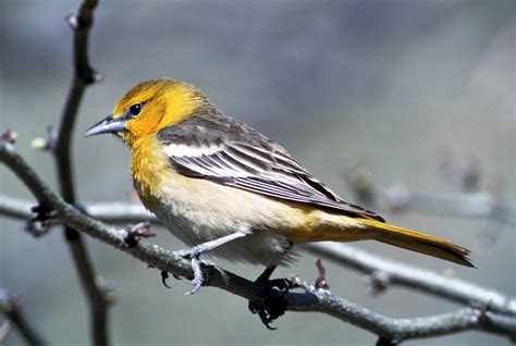 Female Bullock's Oriole (Icterus bullockii) {!--불록꾀꼬리-->; Image ONLY