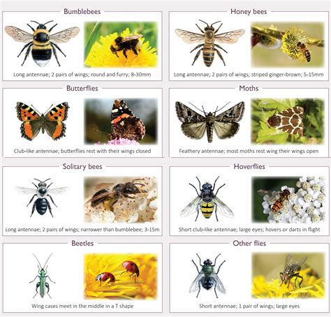 OLCreate: Learning about UK Pollinators: The main pollinating species ...