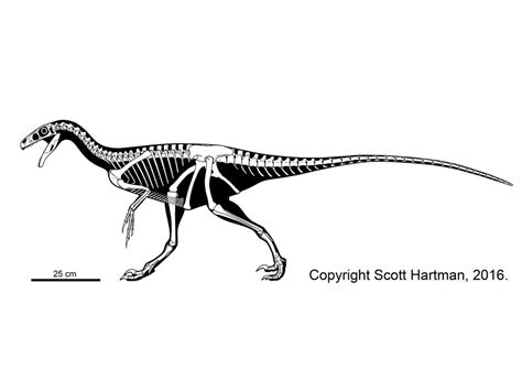 Ornitholestes hermanni Hartman, Dinosaur Art, Prehistoric Animals ...