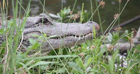 Sanibel Island Wildlife Sightings: Week of March 26, '13 | Sanibel ...