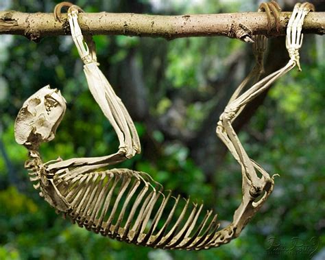 #Sloth Skeleton - Great articulated skeleton for Natural Science Illustrators | Sloth, Anatomy ...