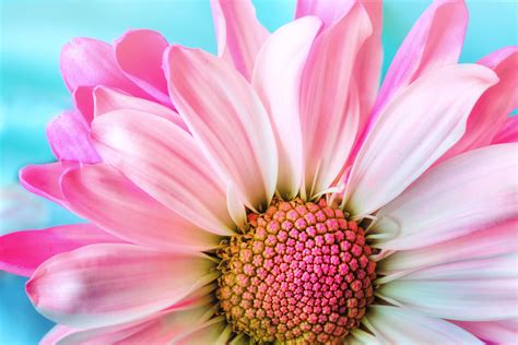 Pink chrysanthemum flower, flower, 4k HD wallpaper | Wallpaper Flare