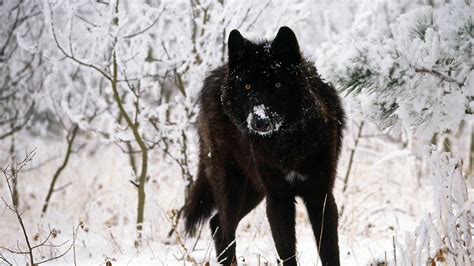 Lone Black Wolf Wallpapers - Top Free Lone Black Wolf Backgrounds ...