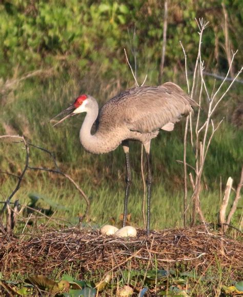 Sandhill Cranes photo story » BirdQuiz.net