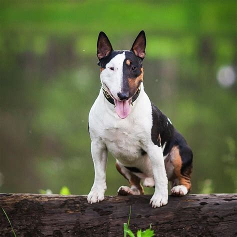 Credit: @minibullterrier_ukraine I love this face Буль, которого сложно ...