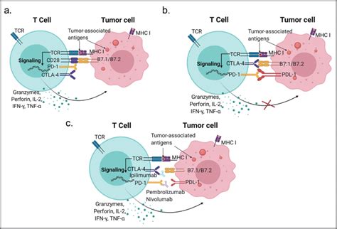 T cell activation in the tumor microenvironment. (a) CD8 T cells... | Download Scientific Diagram