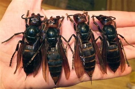 Giant killer hornet death toll rises to 42 in China | Daily Star