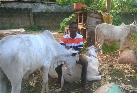 Benefits Of Rearing Animals(my Farm And I) - Agriculture - Nigeria