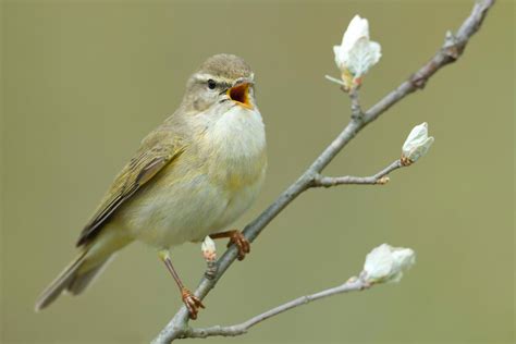 Zugvögel: Zehn Arten, die im Herbst in den Süden ziehen | Garten