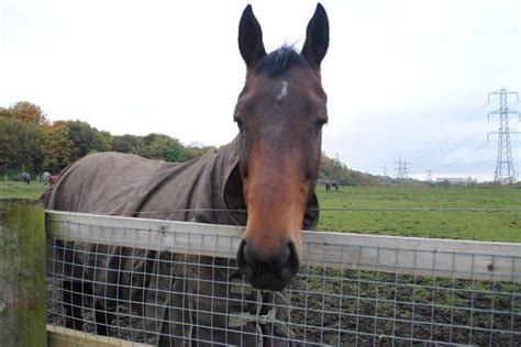 Seal Bay Horse (8) by emmys-stock on DeviantArt | Bay horse, Horses, Animals