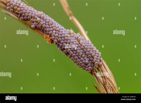 red spider mite looking after her eggs, Yorkshire, UK Stock Photo - Alamy