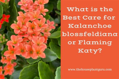 What is the Best Care for Kalanchoe blossfeldiana or Flaming Katy? - The Houseplant Guru