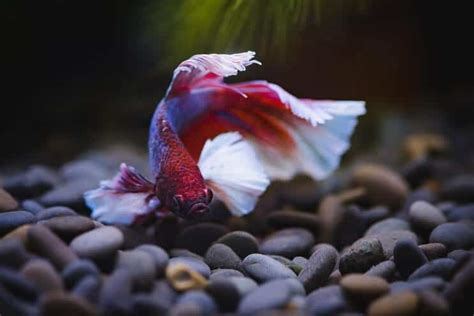 50 Betta Fish Tank Mates: Compatibility List | Fishkeeping World