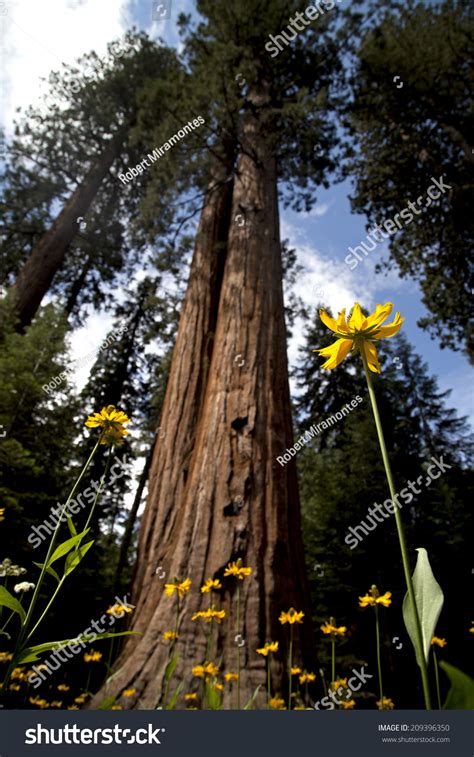 Giant Sequoia Sequoia National Park Stock Photo (Edit Now) 209396350