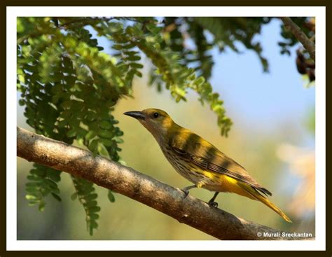 Eurasian Golden Oriole Juvenile | Golden oriole, Reptiles and ...