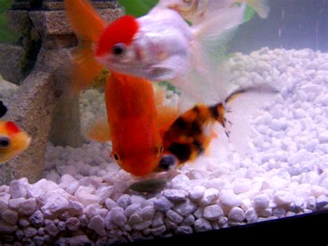 Goldfish eating an algae wafer snack :) | They love these th… | Flickr ...