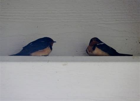 NestWatch | Barn Swallow Nest Building - NestWatch