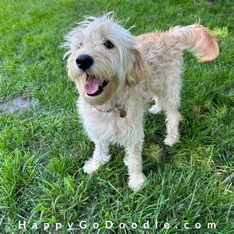 150+ Summer Dog Names ☀️ As Warm As Sunshine - Happy-Go-Doodle®