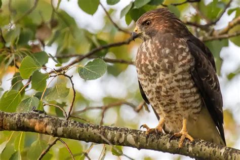 Do Hawks Migrate? Understanding the Fascinating Journey of Hawk Migration