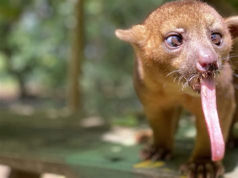 El Kinkajou en Costa Rica, dónde verlo? — NATUWA, Santuario de fauna