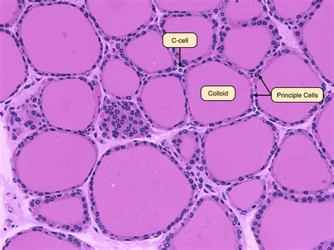 Hypothalamus And Pituitary Gland Histology