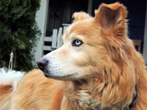 The Golden Retriever Husky Mix (A Lovable, Loyal Companion)