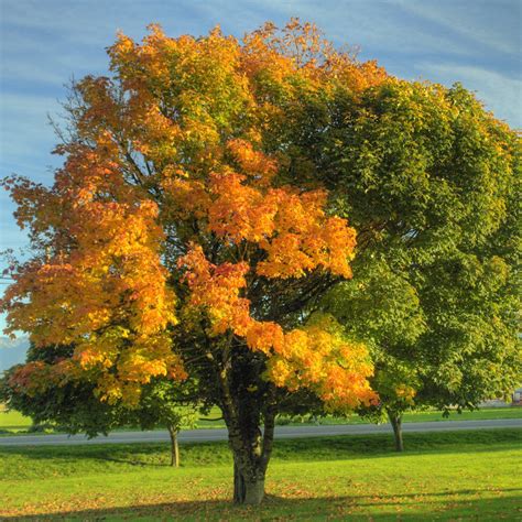 Striped Maple Tree – Green Thumbs Garden