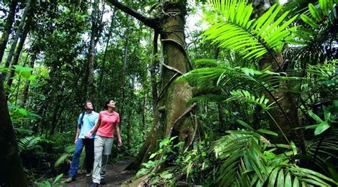 Half Day Rainforest 4WD Adventure | Cairns Australia