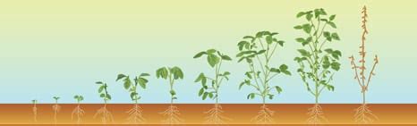 Plant Growth Charts for Corn, Wheat, & Soybeans - PowerAG