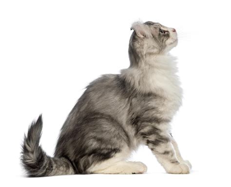 American Curl (Longhair) Cats | Cat Breeds