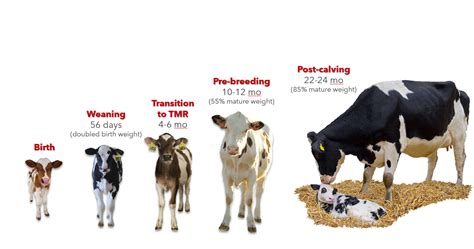 You can’t manage what you don’t measure: Knowing and managing heifer weights – Dairy