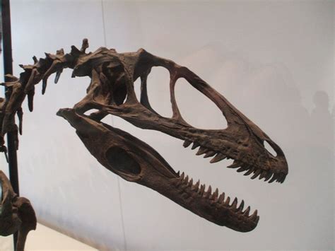 Deinonychus skull - Google Search | Fossil hunting, Dinosaur, Lion sculpture