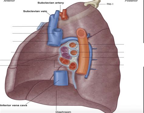 Right Lung Hilum Quiz