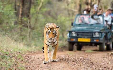 Top 10 Wildlife Sanctuaries In India - Travelsite India Blog