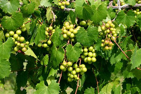 Muscadine Grapes Stock Photos, Pictures & Royalty-Free Images - iStock