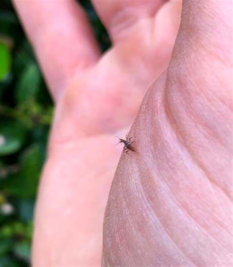 Lacewings: how to ID and attract this amazing, beneficial insect - Tyrant Farms