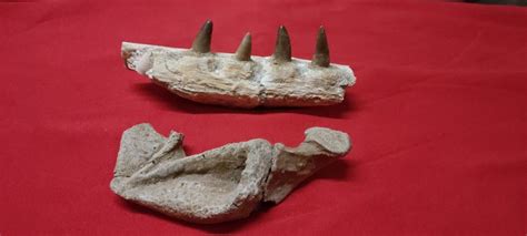 Fossil - Mandible - Rara mandibula - Catawiki